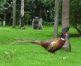 Cat - Pheasant